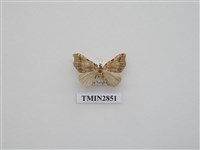 藏品(尺蛾572)的圖片